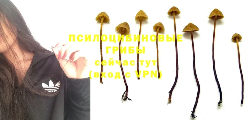 мега   Балахна  Галлюциногенные грибы Psilocybe  где купить наркотик 